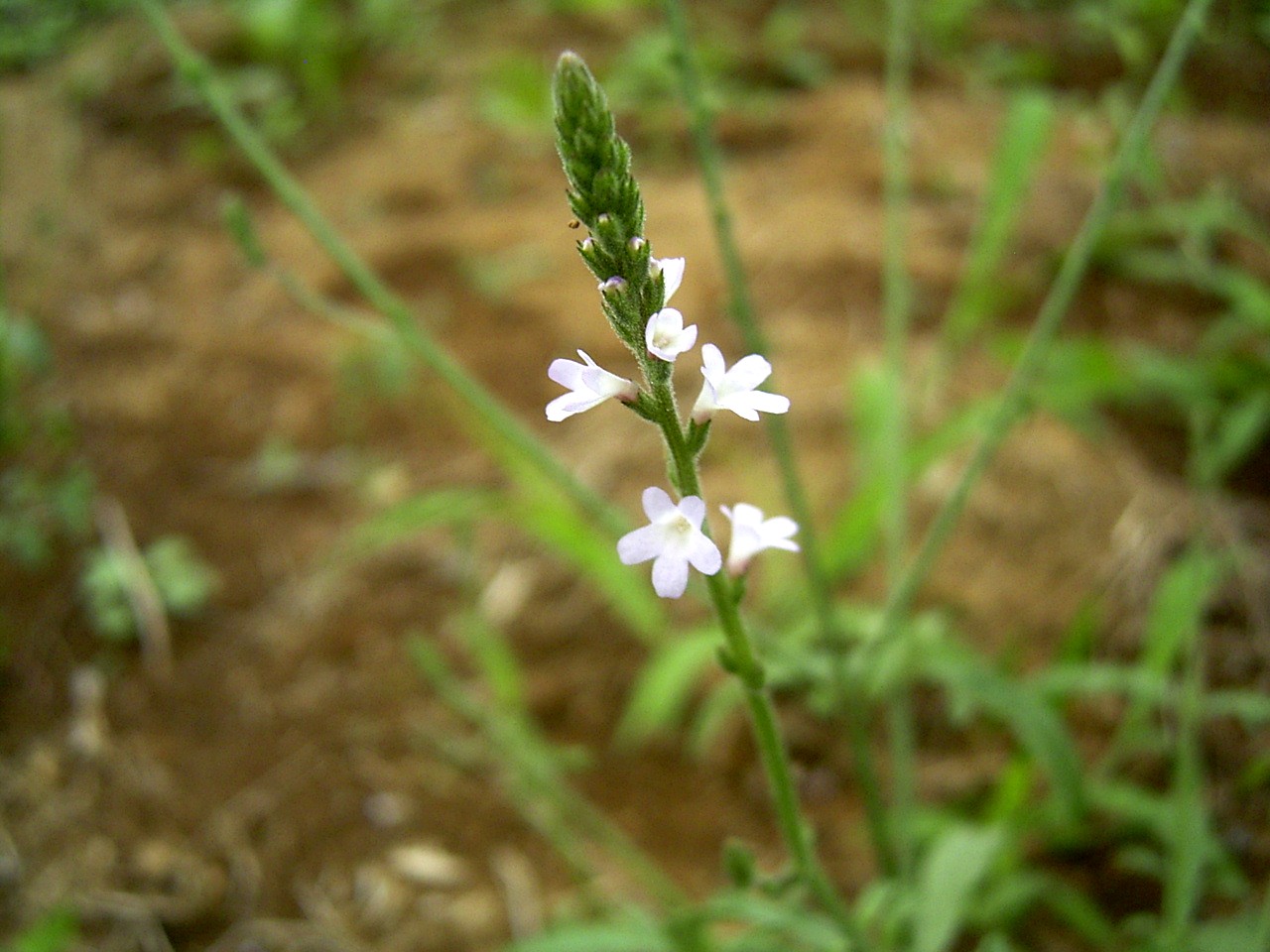 Verbena officinalis L.